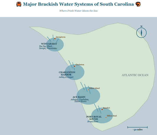 The Rich Brackish Waters of South Carolina: Where Rivers Meet the Sea